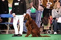 Crufts2011 215